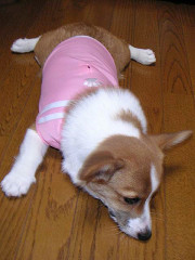 Resize of PICT0879a_thumb.jpg